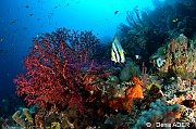 Siphonogorgia godeffroyi Platax pinnatus ambiance-Wakatobi Sawa Cornucopia-24m-20180528-Denis-ADER-DSC_1426_tn